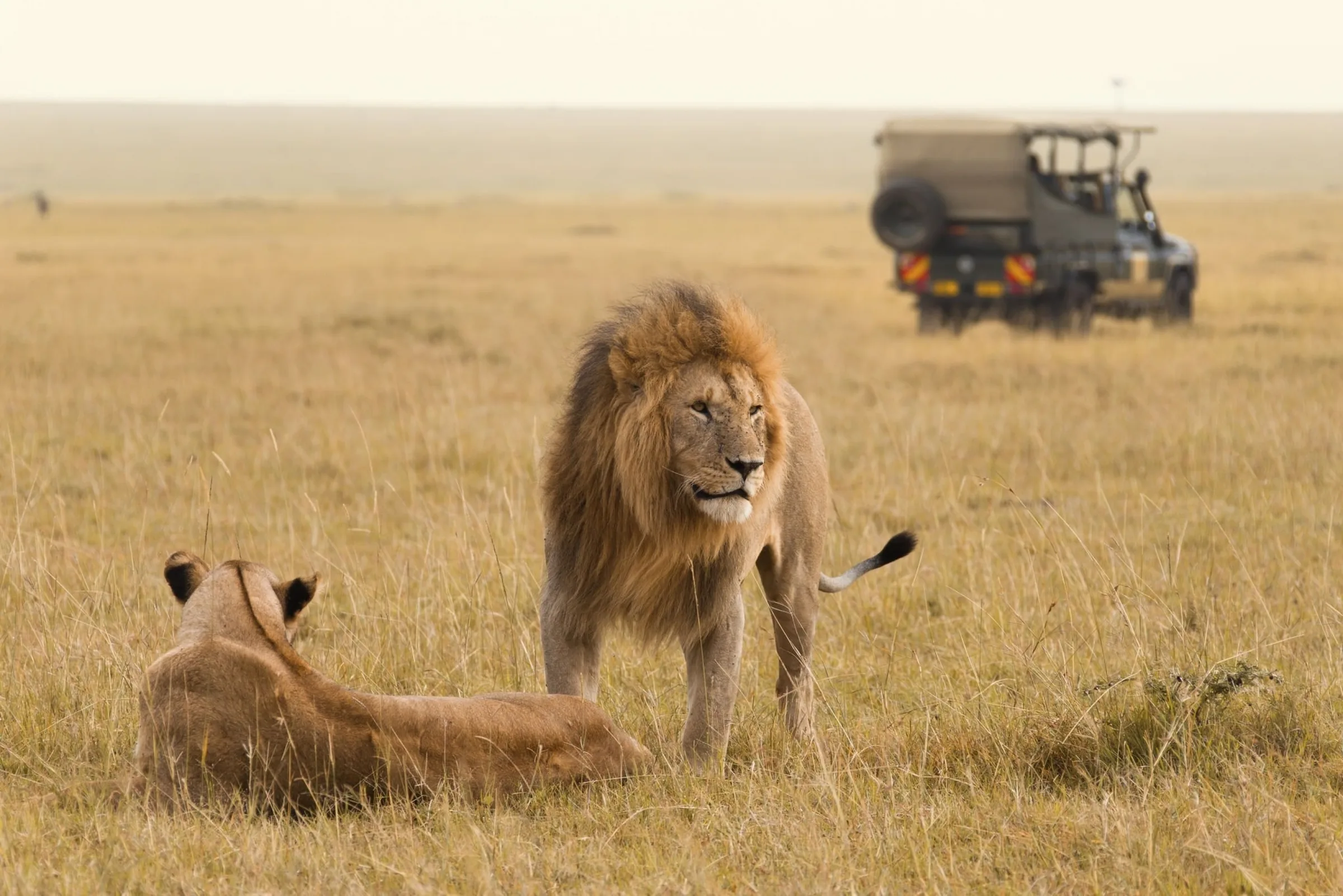 Lions resting next to a safari vehicle in the Masai Mara