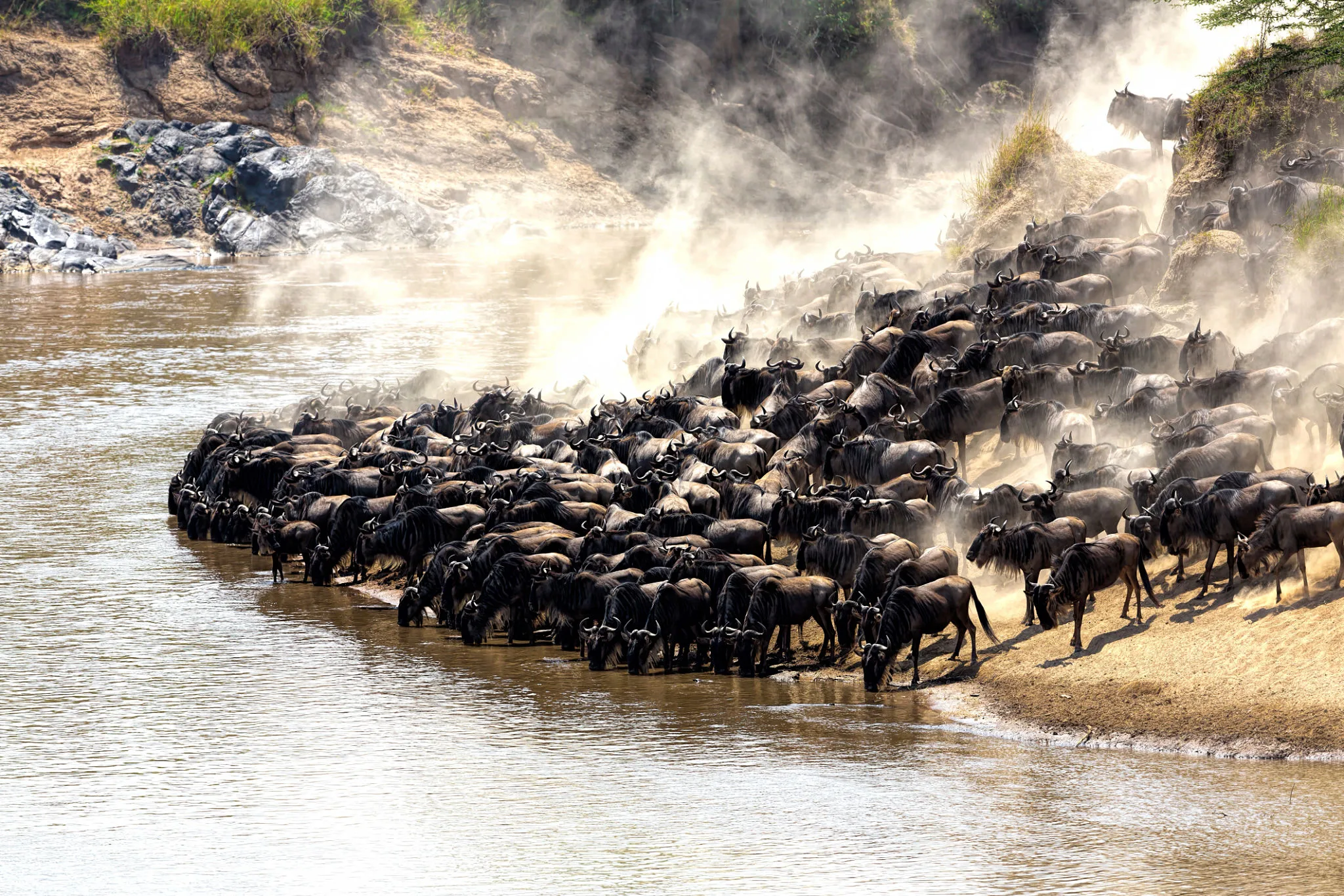 Wildebeest crossing the Mara River during the Great Migration
