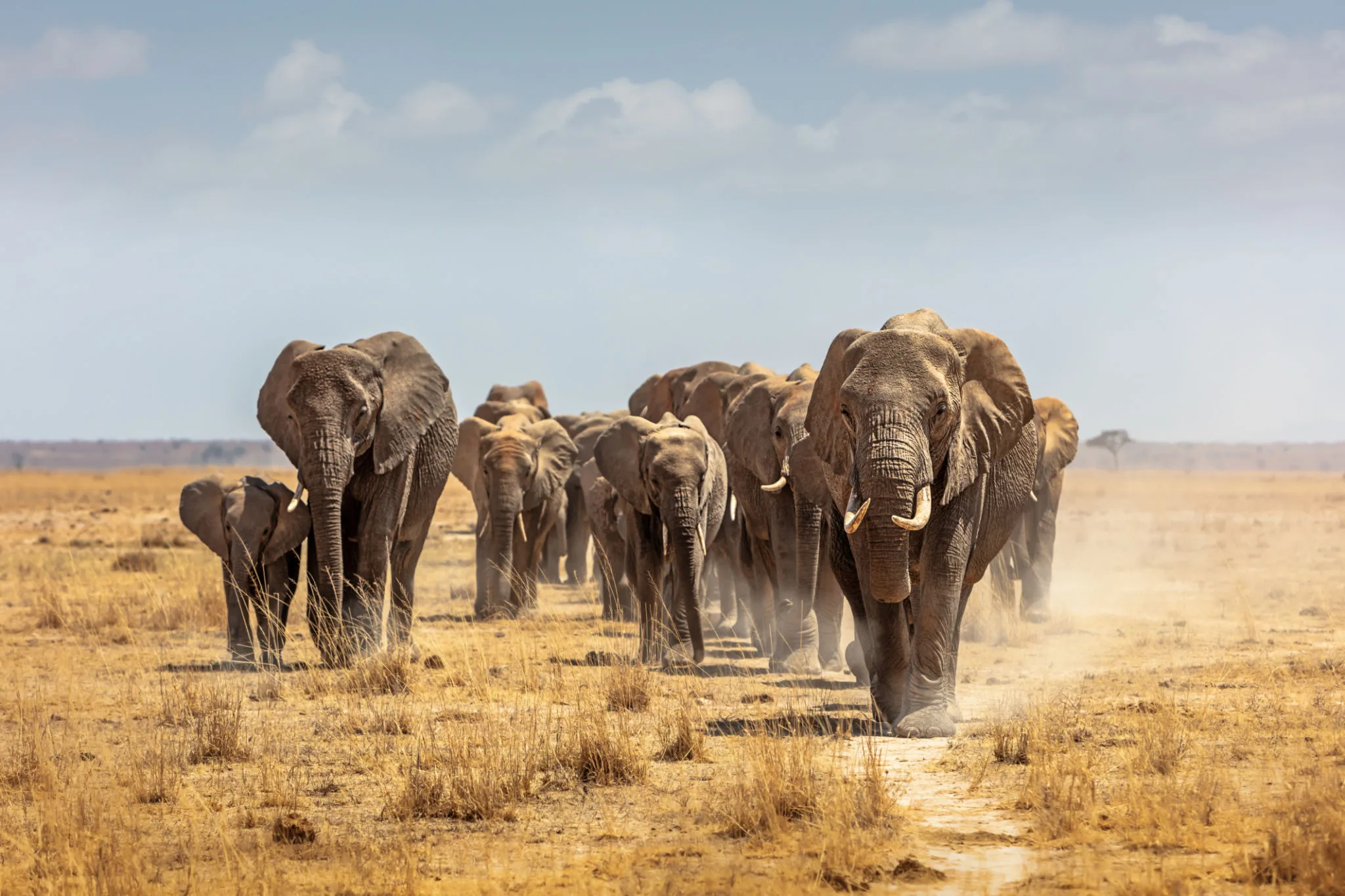 Large herd of elephants in Amboseli with Kilimanjaro in the background